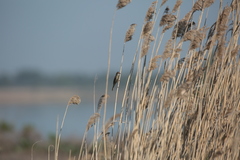 Acrocephalus agricola