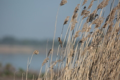 Acrocephalus agricola