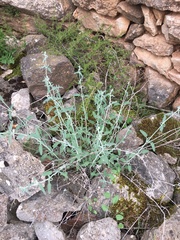 Nepeta nepetella