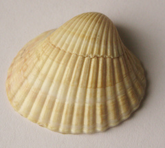 Cerastoderma glaucum