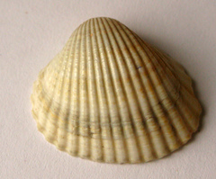 Cerastoderma glaucum