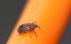 Lignyodes