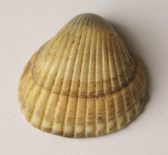 Cerastoderma glaucum