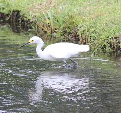 Egretta thula image
