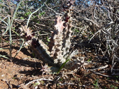 Quaqua mammillaris
