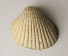 Cerastoderma glaucum