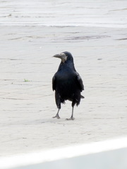 Corvus frugilegus