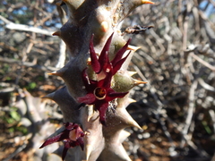 Quaqua mammillaris