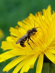 Chelostoma florisomne