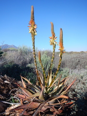 Aloe microstigma