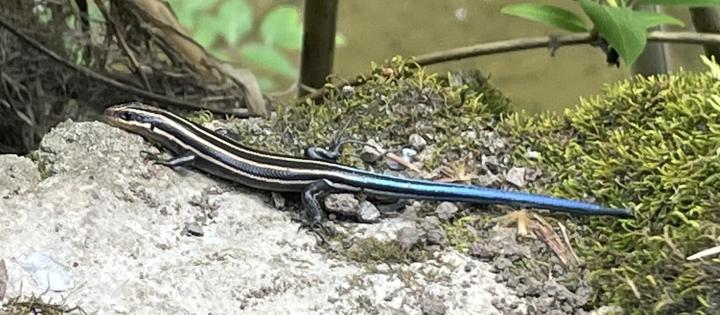 Common Five-lined Skink from Rockbridge County, VA, USA on May 21, 2022 ...