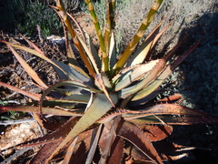 Aloe microstigma