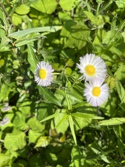 Erigeron philadelphicus