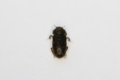 Heterocerus fenestratus