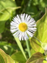 Erigeron philadelphicus