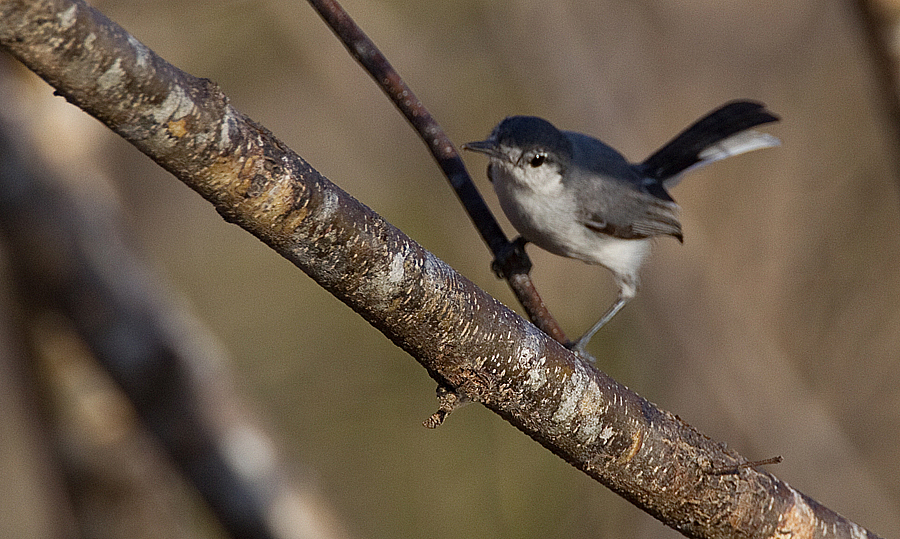 Tropical Gnatcatcher