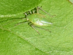 Adelphocoris quadripunctatus
