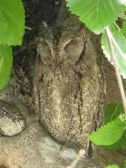 Otus scops