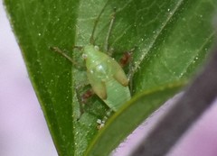 Adelphocoris quadripunctatus