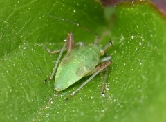 Adelphocoris quadripunctatus