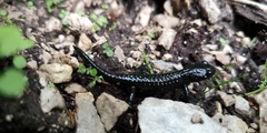 Salamandra atra