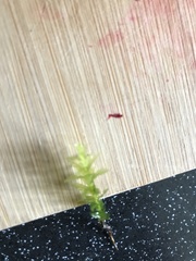 Plagiomnium undulatum