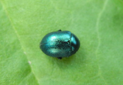 Colaphellus sophiae