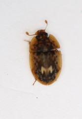 Lobiopa undulata