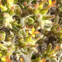 Kalanchoe