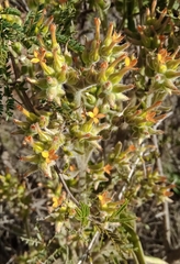 Kalanchoe