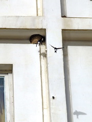 Delichon urbicum