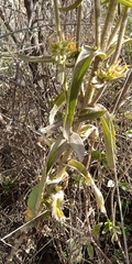 Kalanchoe