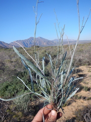 Limonium longifolium