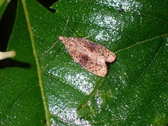 Olethreutes astrologana