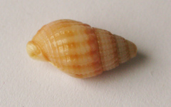 Tritia reticulata