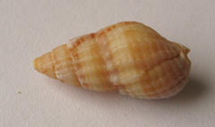 Tritia reticulata