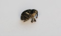 Eubulus