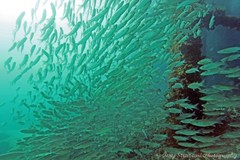 Gracilimugil argenteus