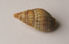 Tritia reticulata