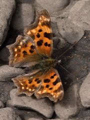 Polygonia c-album