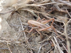 Decticita balli