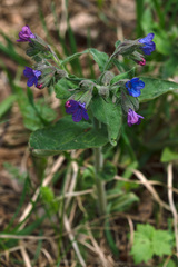 Pulmonaria mollis