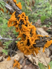 Gymnosporangium clavariiforme