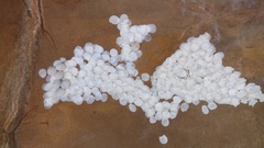 Calodactylodes aureus