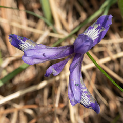 Iris ruthenica
