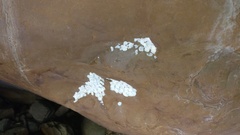 Calodactylodes aureus