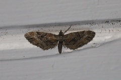 Eupithecia rotundopuncta