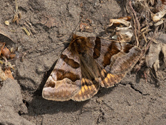 Euclidia glyphica