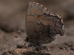 Ahlbergia frivaldszkyi