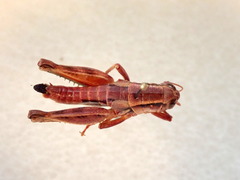 Oedaleonotus phryneicus